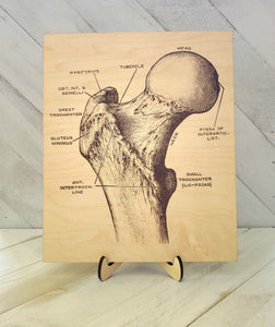 Anatomical Femur Bone Plaque, Medical Office Decor, Gift for Doctor, Nurse, Medical Student, Cottagecore Goth Decor