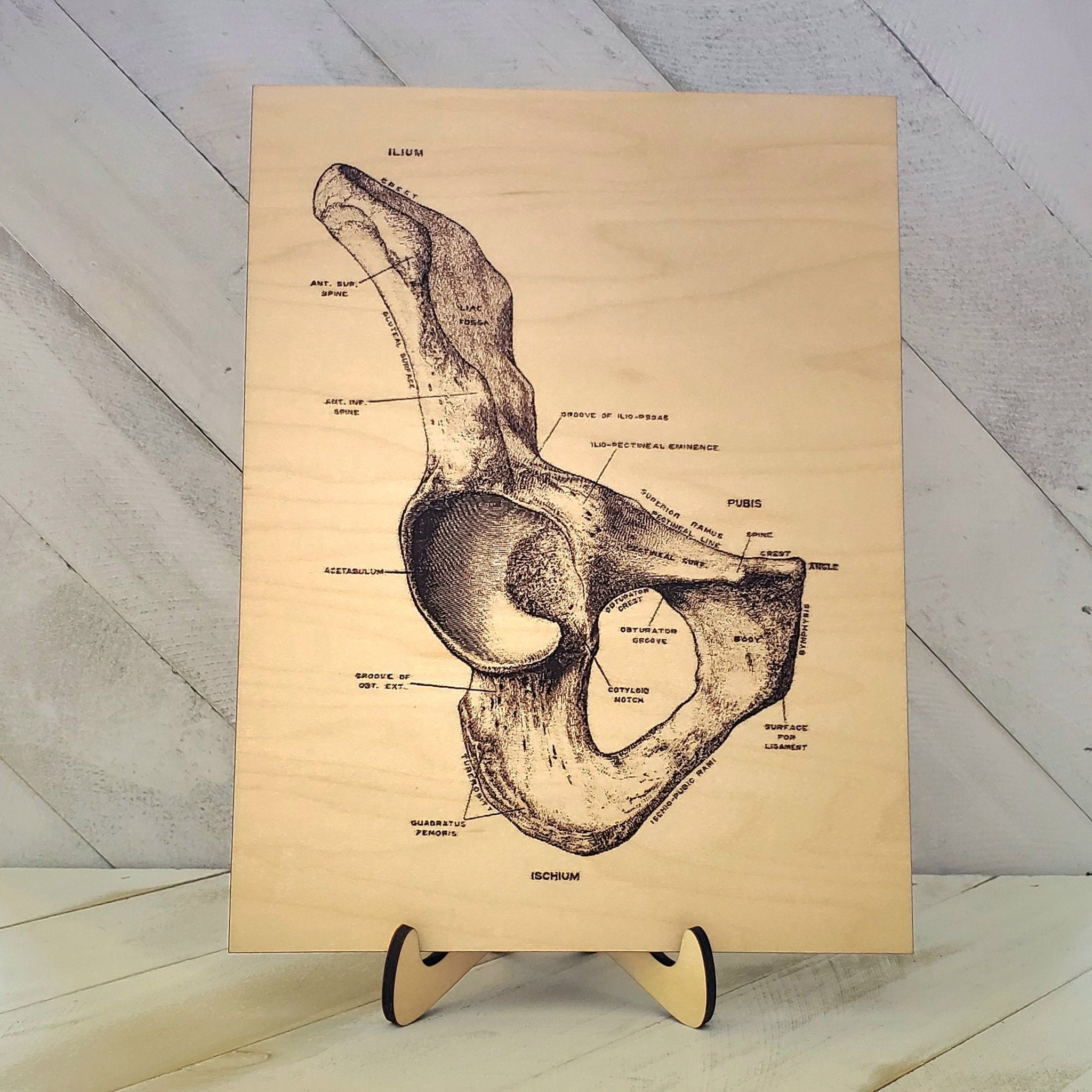 Anatomical Pelvis and Acetabulum Bone Plaque, Medical Office Decor, Gift for Doctor, Nurse, Medical Student, Cottagecore Goth